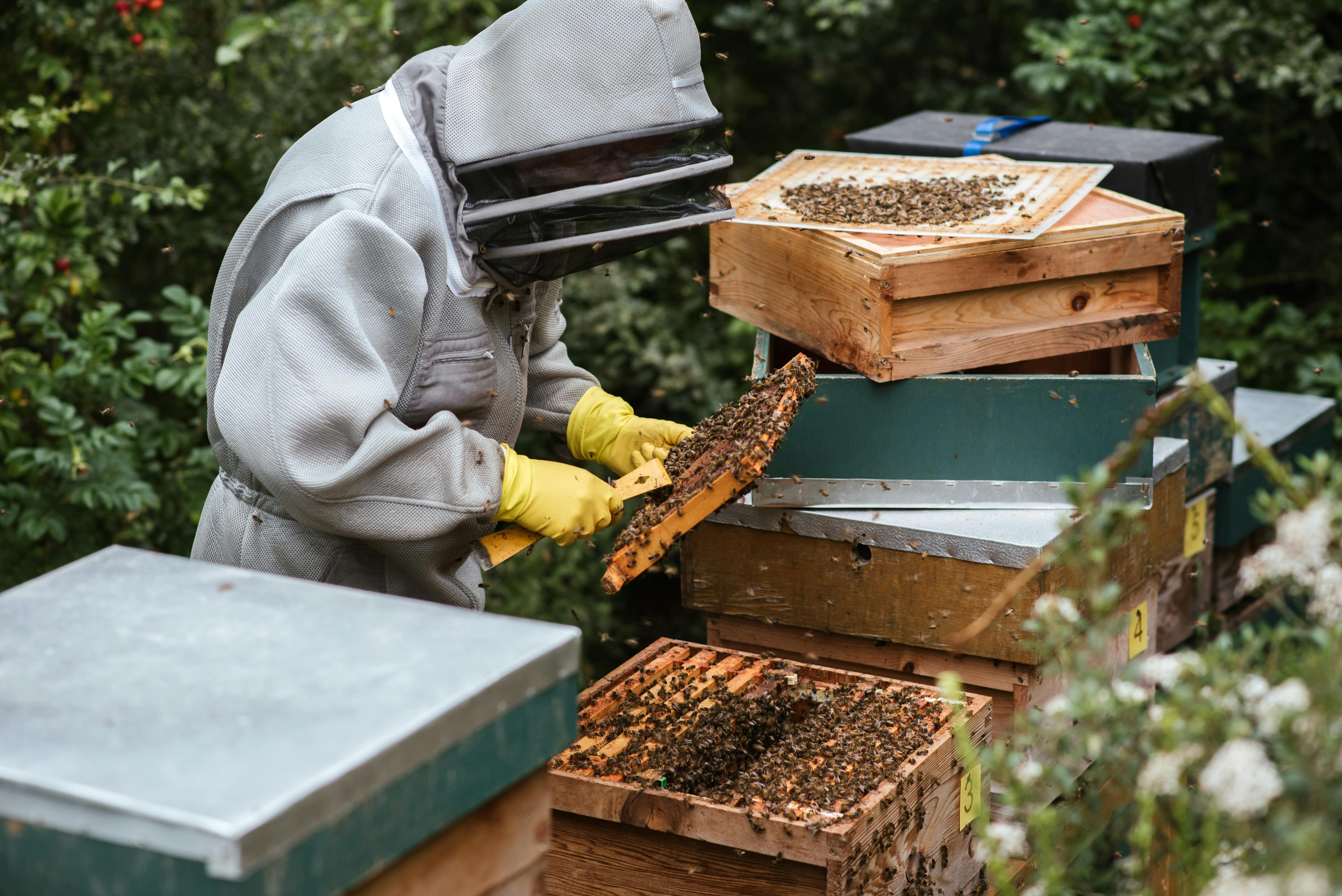 Apiculture and Natural Products